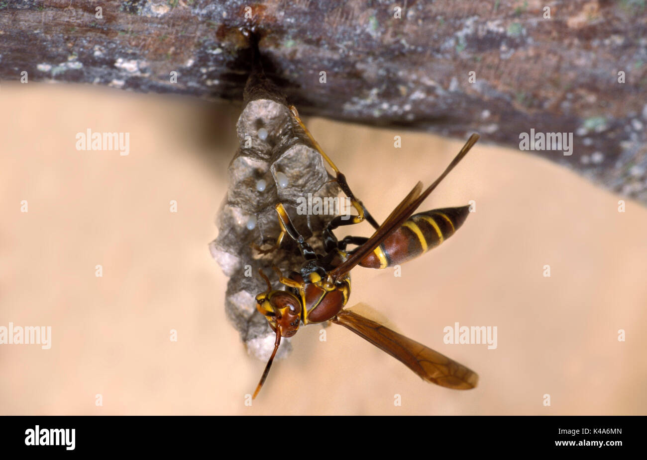 Carta su Wasp Nest, Hymenoptera, cellule con uova Foto Stock