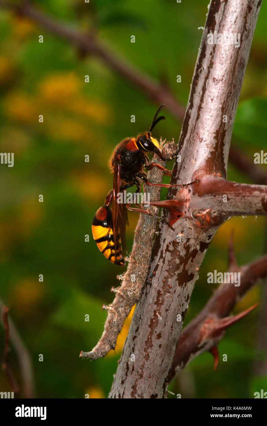 Potter Wasp con la preda di caterpillar, Eumenes sp, risalendo il ramo di mettere in pentola, Provenza Foto Stock