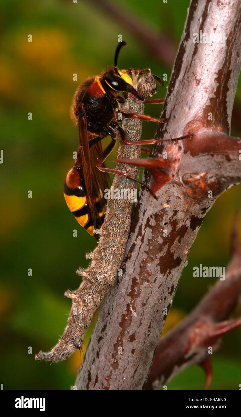 Potter Wasp con la preda di caterpillar, Eumenes sp, risalendo il ramo di mettere in pentola, Provenza Foto Stock