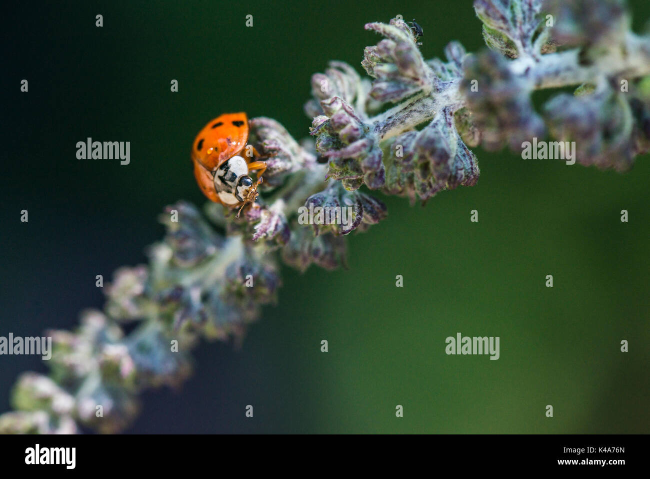 Un arlecchino ladybird (Harmonia axyridis) su un gambo buddleia Foto Stock