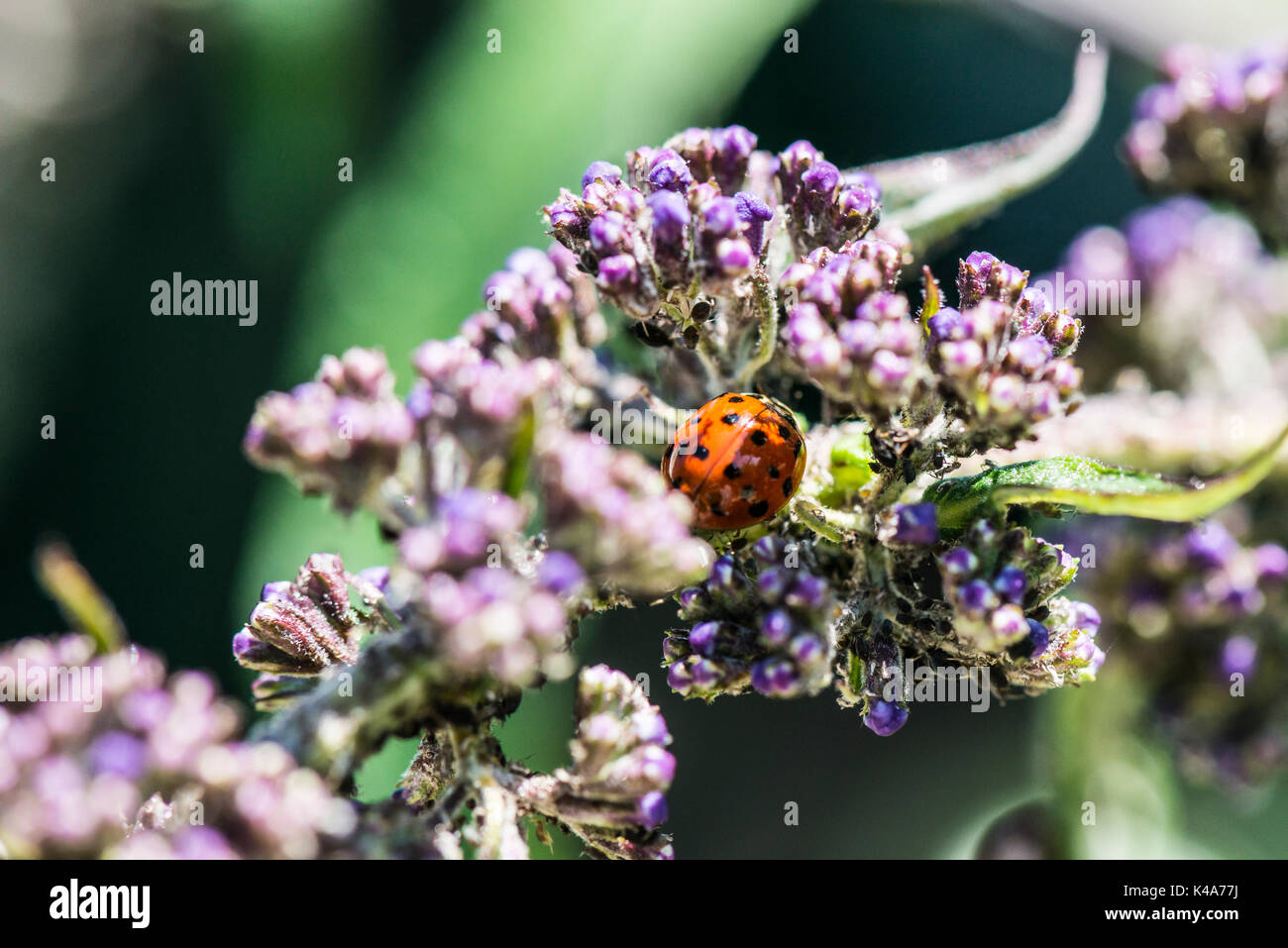 Un arlecchino ladybird (Harmonia axyridis) su un gambo buddleia Foto Stock