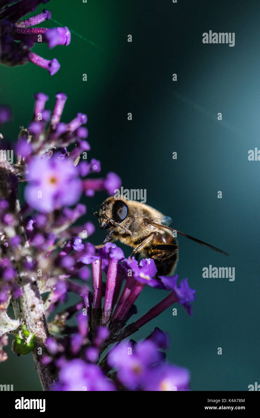 Un comune drone fly (Eristalis tenax) su un buddleia Foto Stock