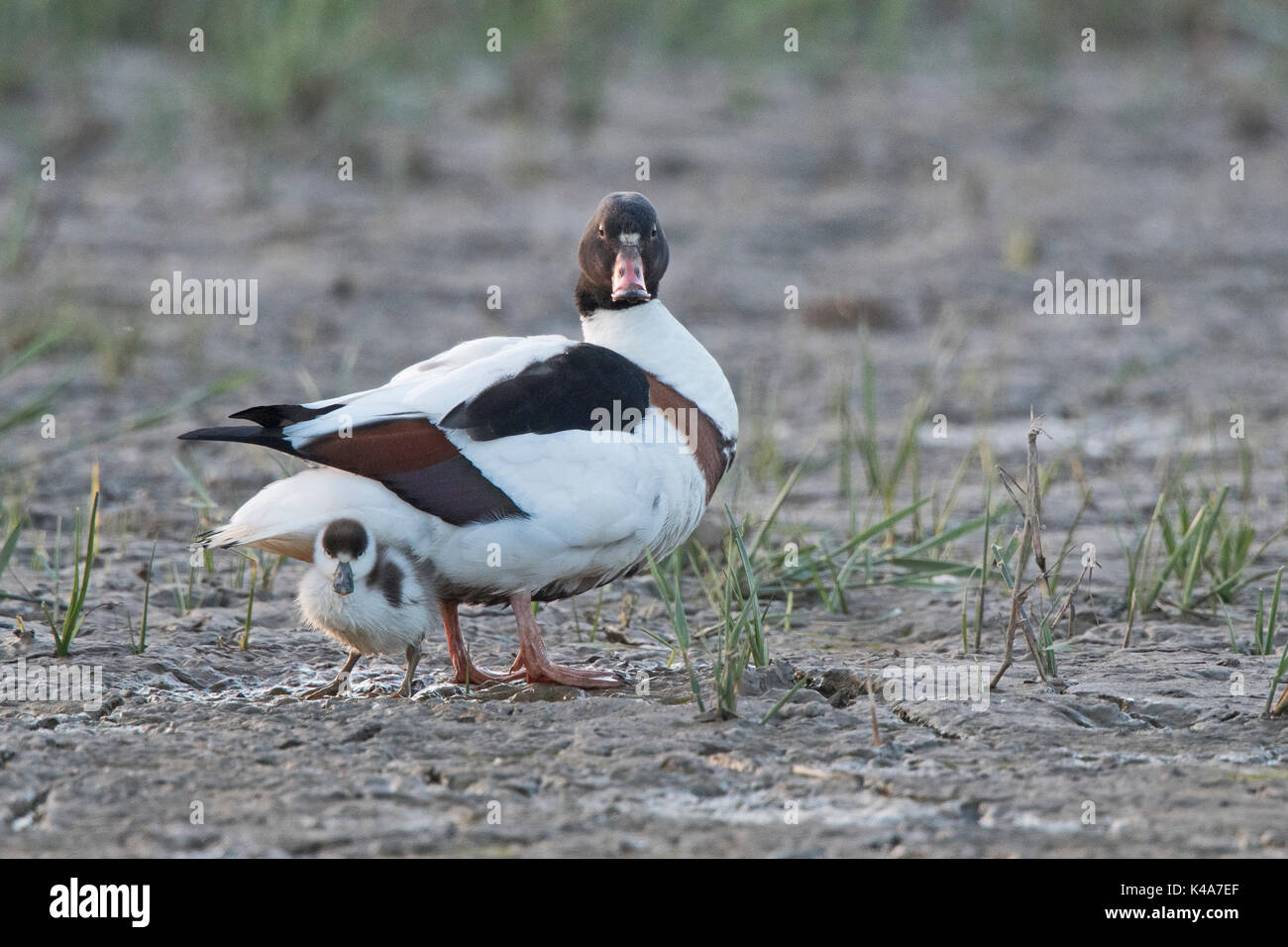 Una femmina di comune, Shelduck Tadorna tadorna con pulcino Cley Norfolk Wildlife Trust Reserve, North Norfolk REGNO UNITO Foto Stock