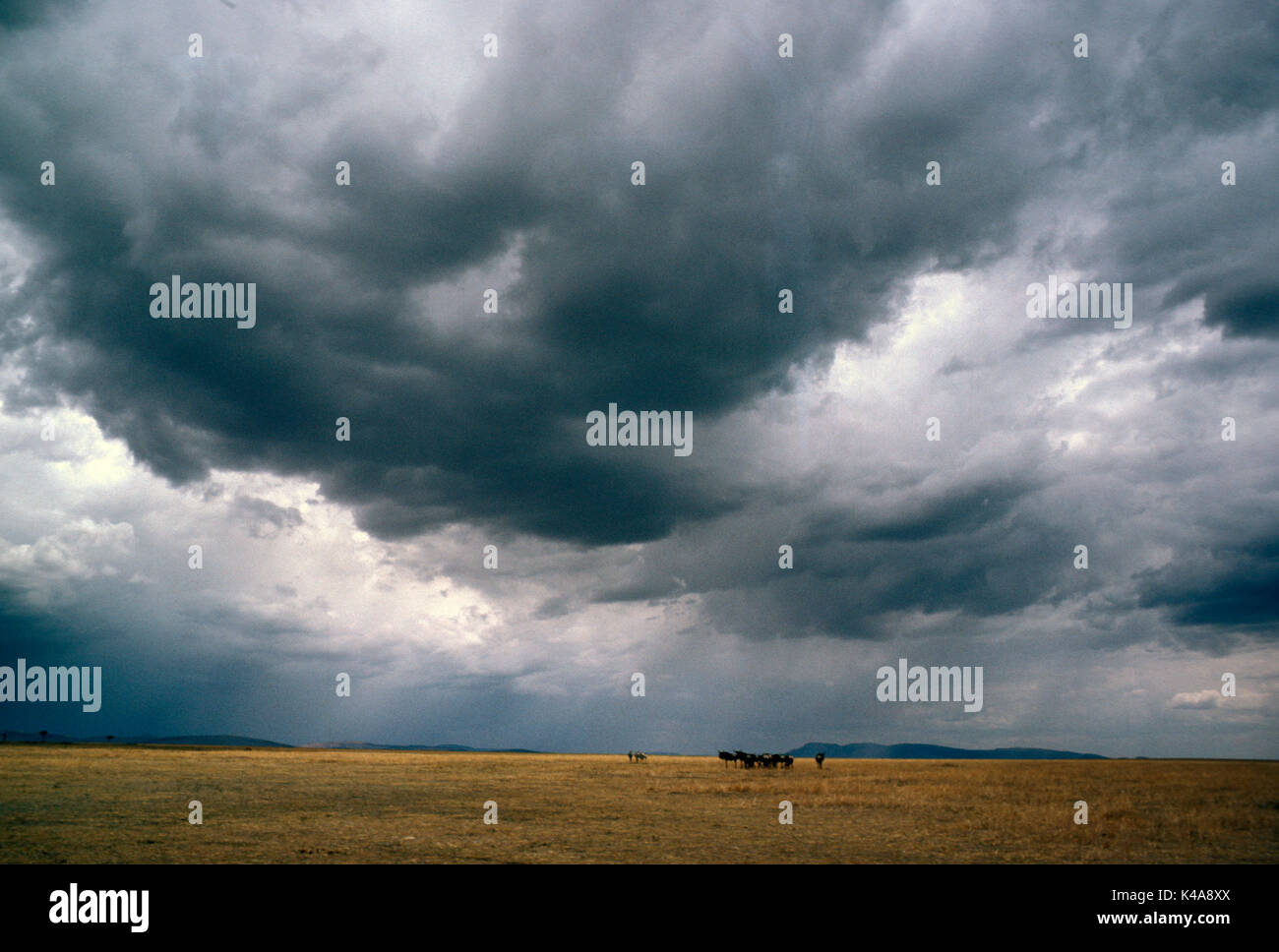 Nuvole temporalesche su Masai Mara, Kenya, savana, erba steppe, gnu, zebra Foto Stock