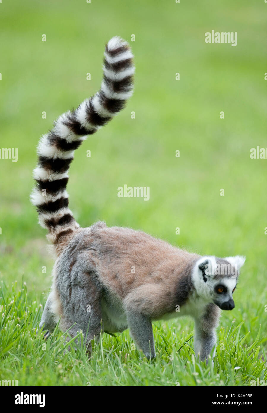 Anello lemure codato, lemuri catta, captive, endemico dell'isola di Madagascar, conosciuto localmente in un malgascio come maky, onnivoro e la maggior parte dei terrestri Foto Stock