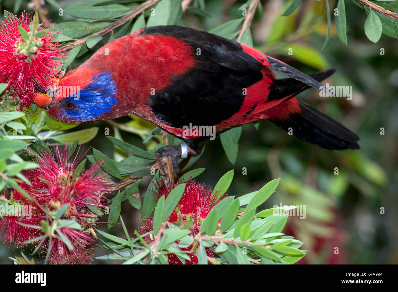 Black-winged Lory, Eos cyanogenia, alimentazione captive, endemica in Indonesia, vulnerabili, Lista Rossa IUCN delle specie minacciate. È elencato in appendice Foto Stock