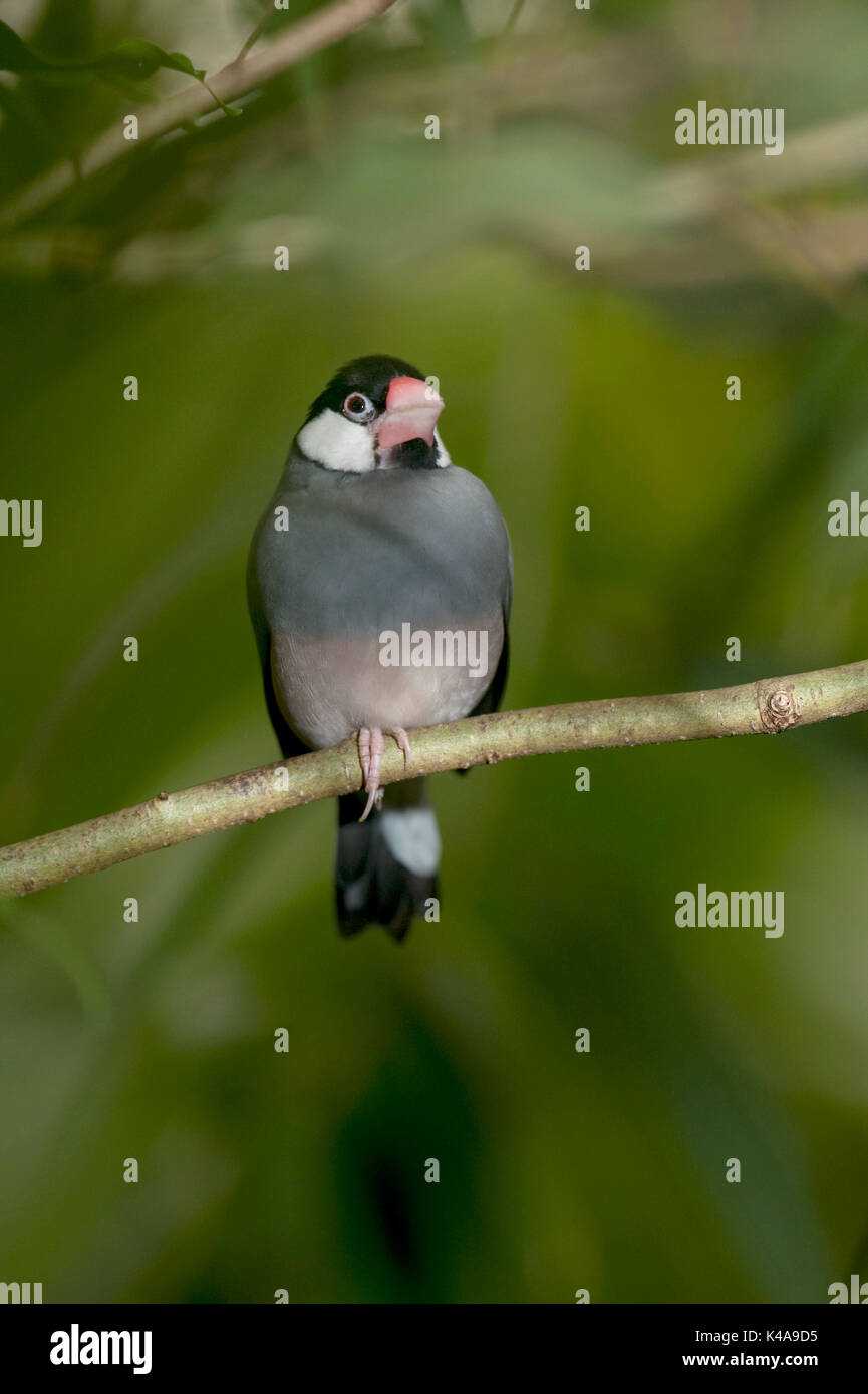 Java Sparrow, Lonchura oryzivora, Indonesia, finch Java, Java riso sparrow o riso Java Bird, è un piccolo uccello passerine, vulnerabili, IUCN Red Data Lis Foto Stock
