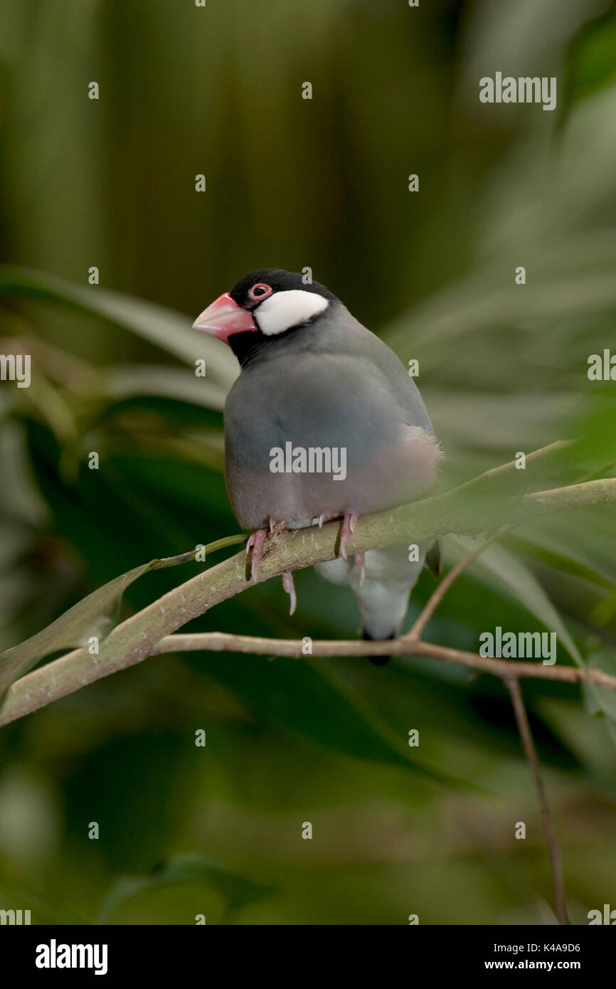 Java Sparrow, Lonchura oryzivora, Indonesia, finch Java, Java riso sparrow o riso Java Bird, è un piccolo uccello passerine, vulnerabili, IUCN Red Data Lis Foto Stock