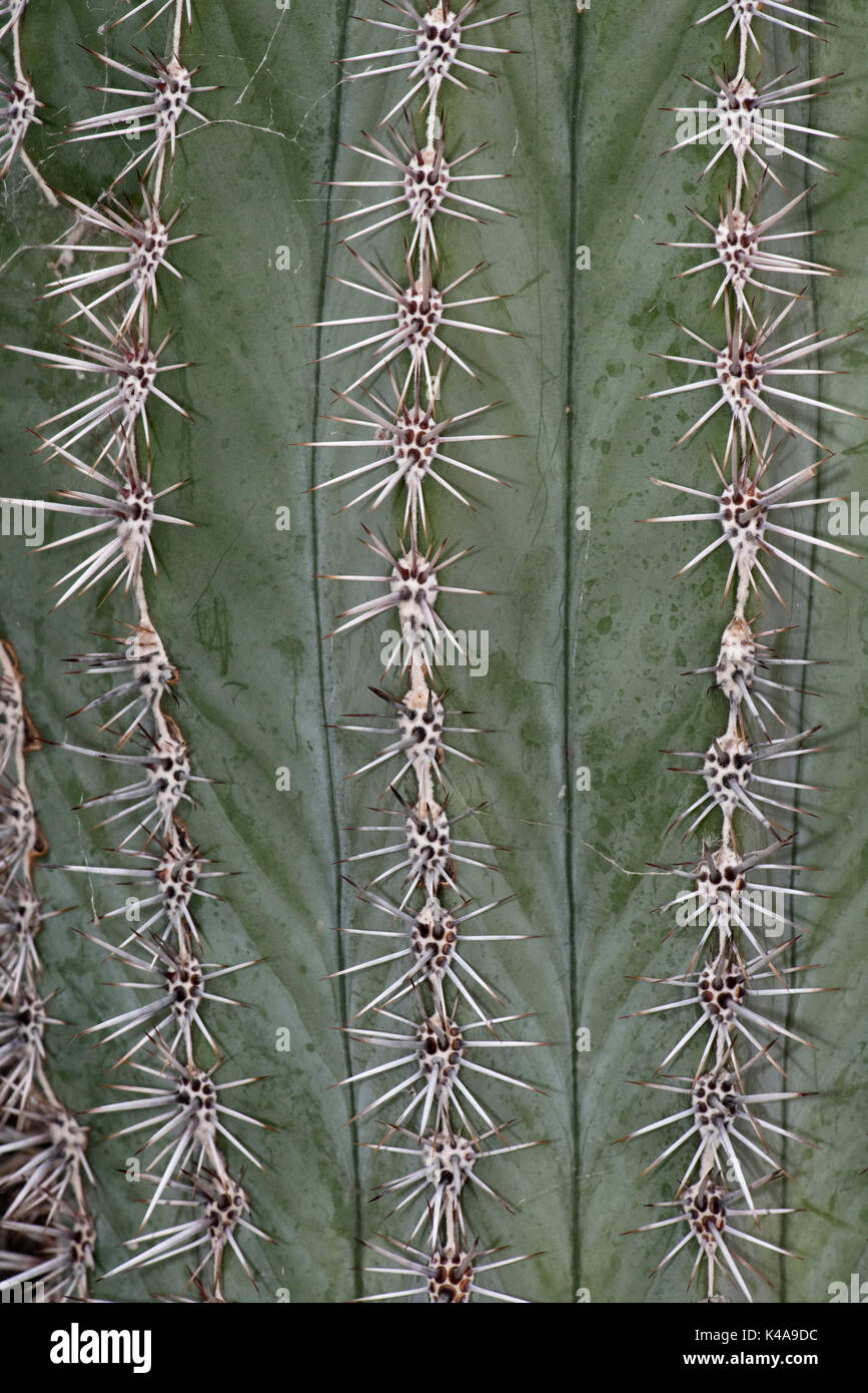 Il Gigante messicano Cardon o Elephant Cactus, Pachycereus Pringlei, mostrando dorsali, Messico Foto Stock