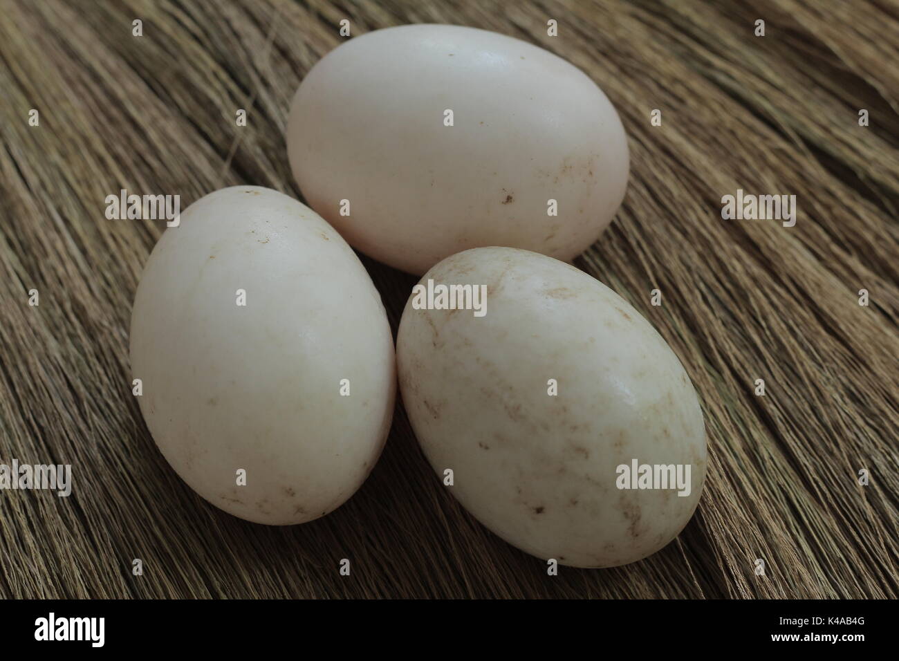 uova di anatra fresca Foto Stock