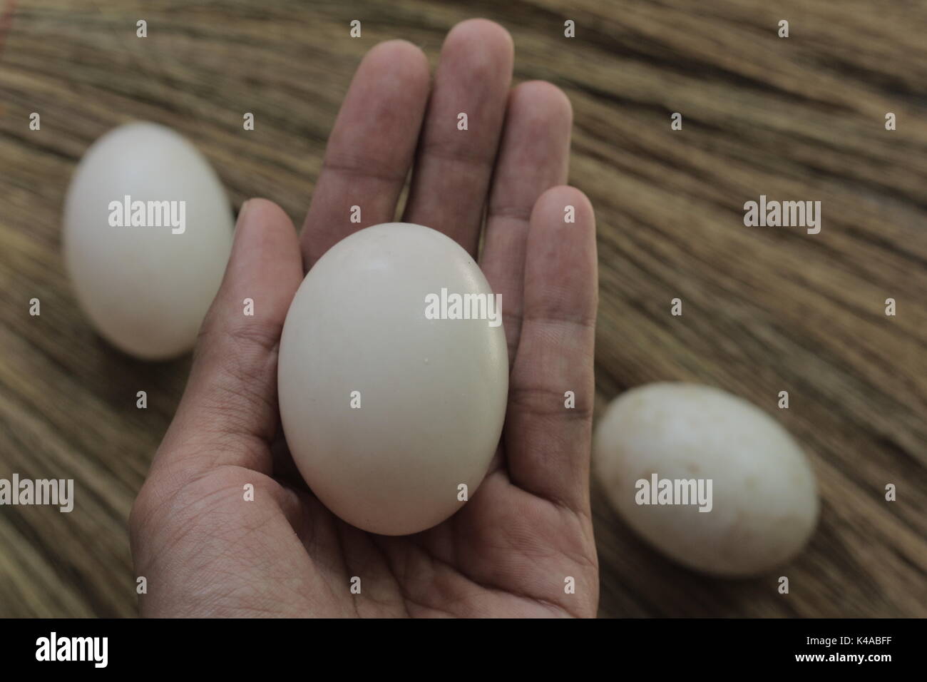 uova di anatra fresca Foto Stock