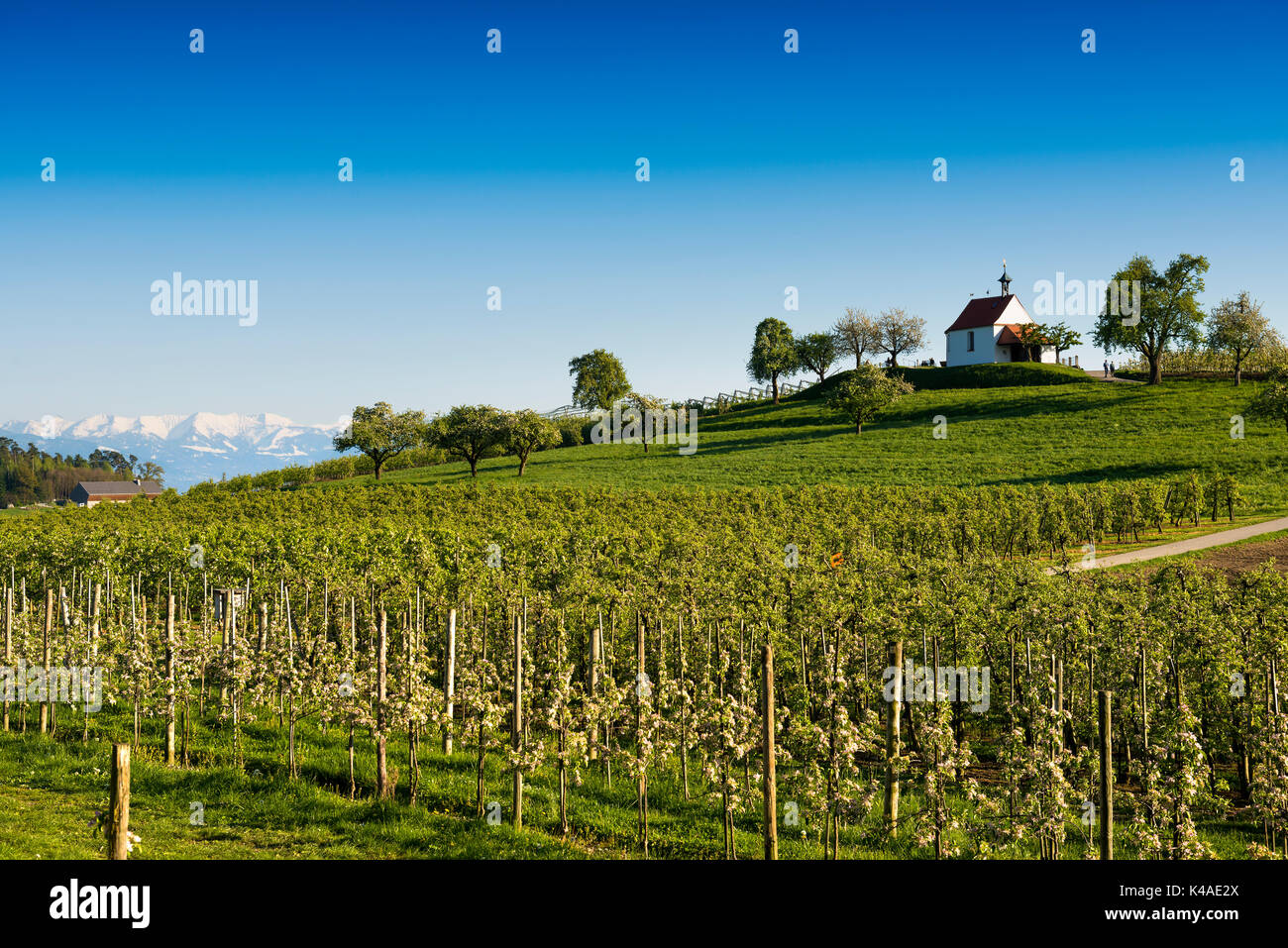 La piantagione di apple, frutteto, antonius cappella in selmnau vicino Wasserburg sul lago di Costanza, nel retro delle alpi svizzere, allgaeu Foto Stock