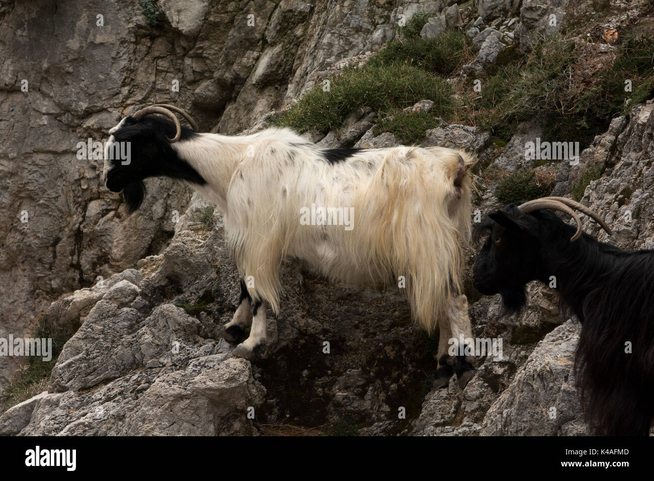 Capre pascolano nella roccia calcarea parete nella gola Rouvas a sud del Monte Ida a Creta. Foto Stock