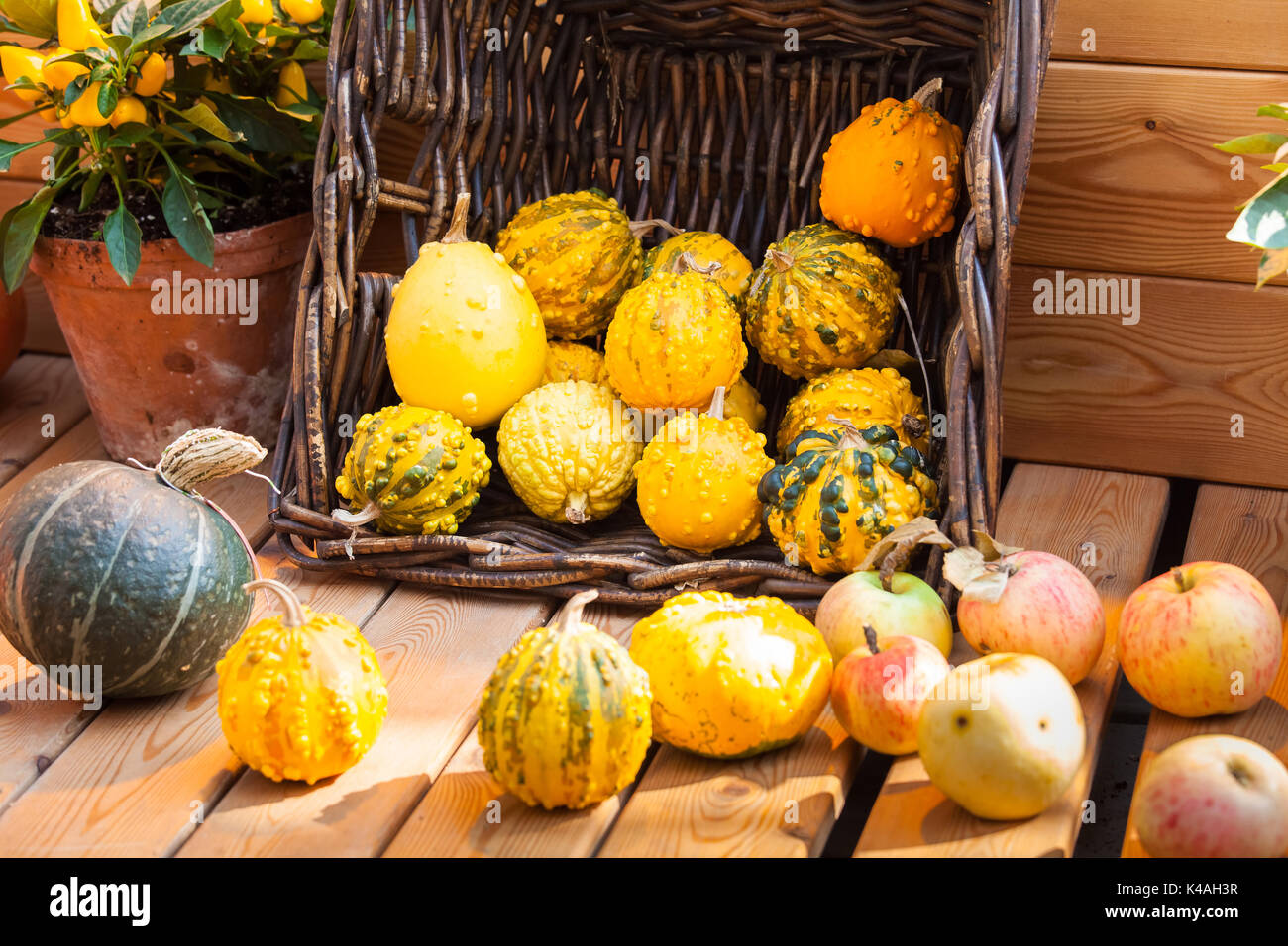 Diverse le zucche colorate, sullo sfondo del raccolto Foto Stock