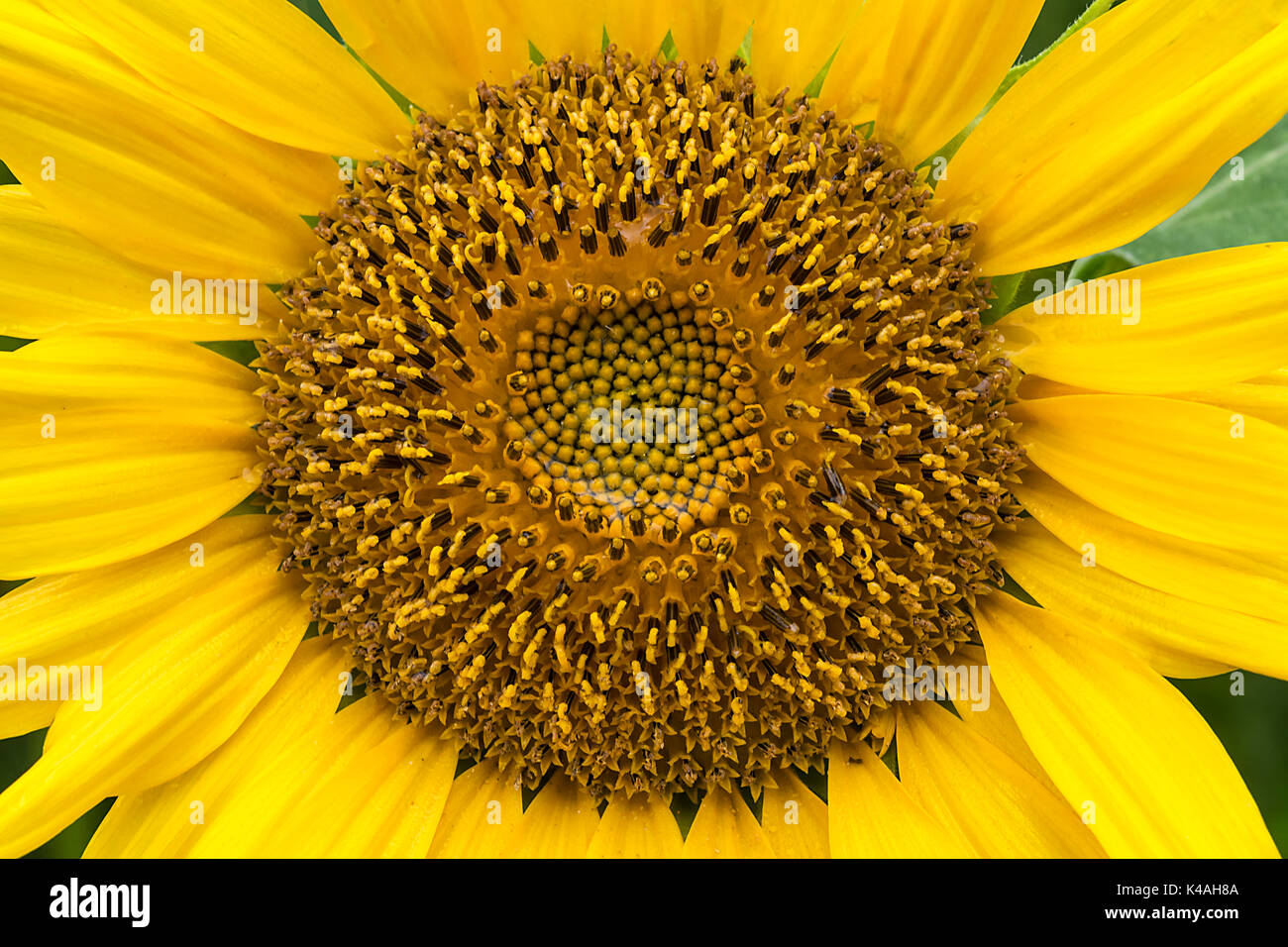 Infiorescenza di un girasole (Helianthus annuus), close up, Germania Foto Stock