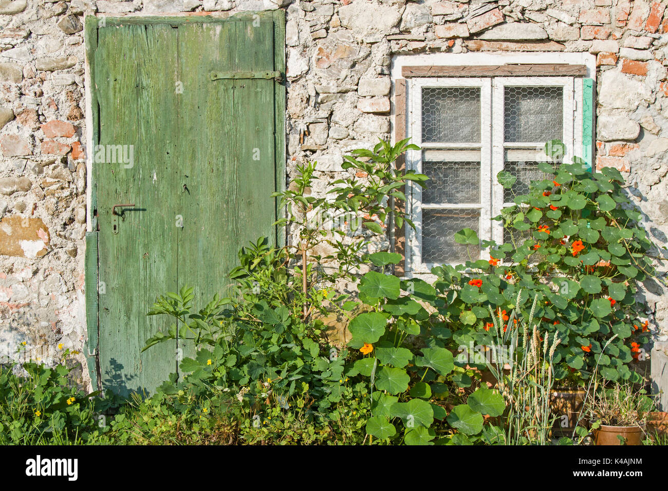 Fenster und Grüne Holztür Mit Wuchernden Gartenpflanzen und -Blumen Foto Stock