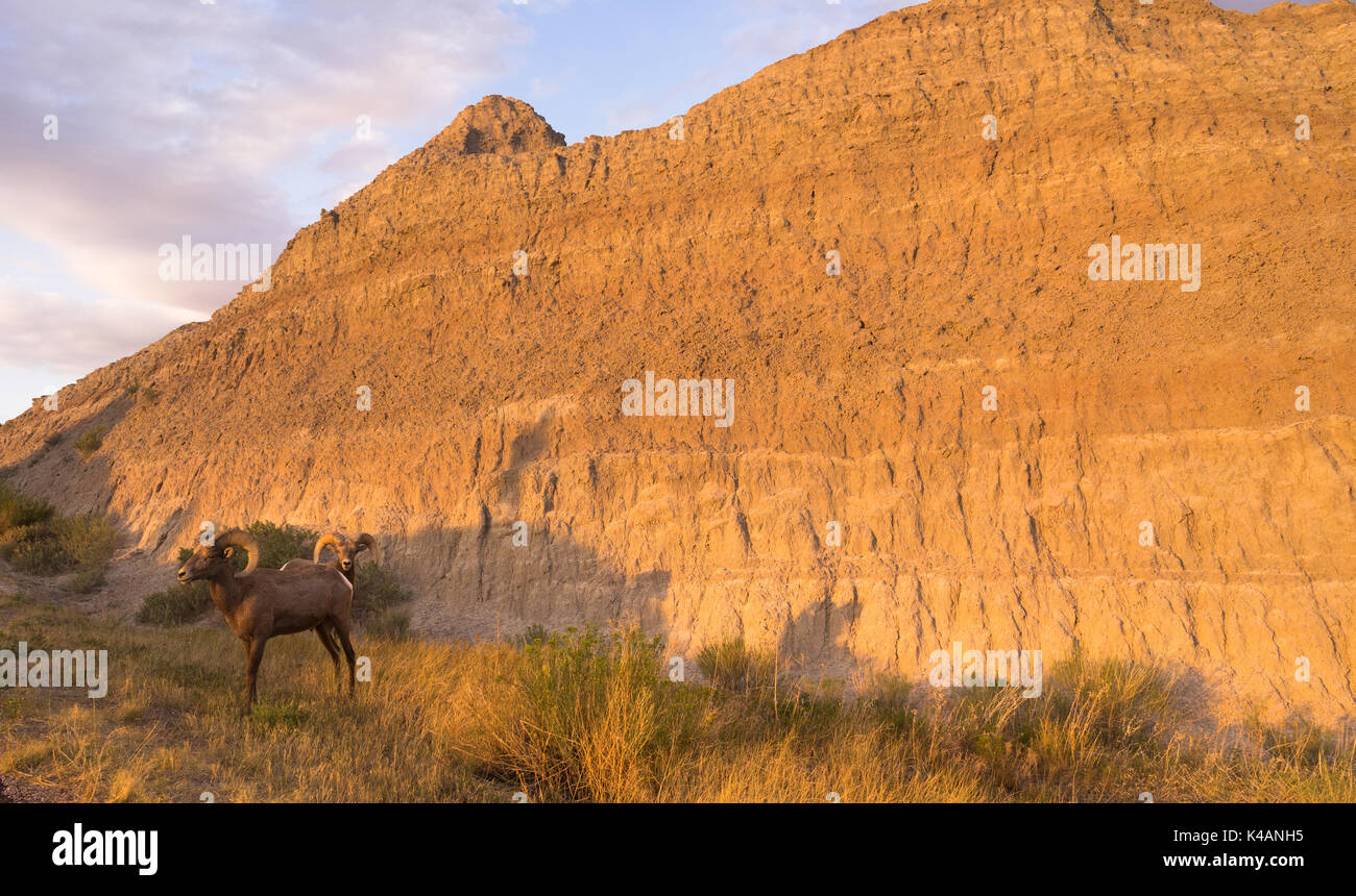 Due i Bighorn in piedi sopra il loro attuale spot radente al tramonto Foto Stock