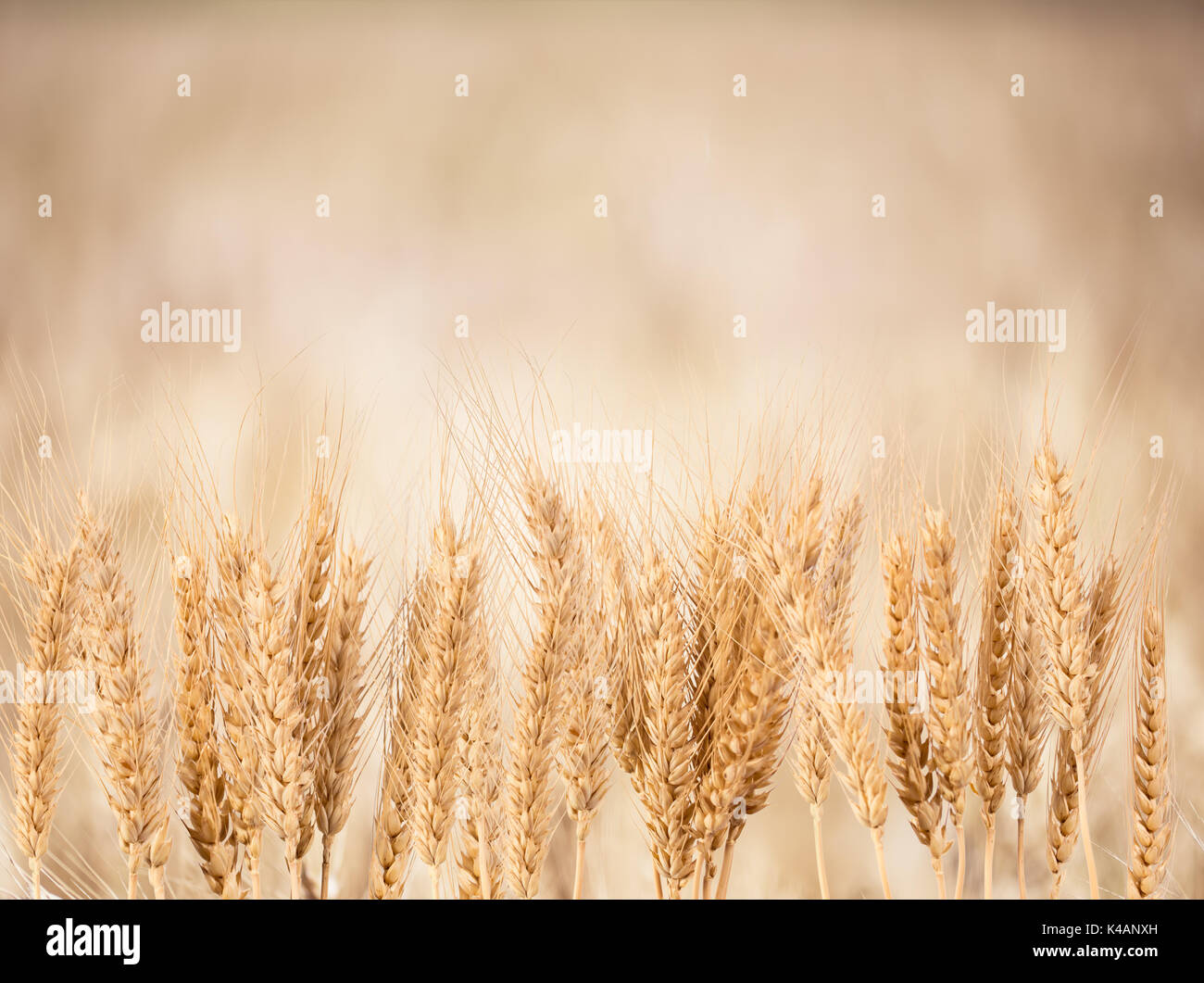 Frumento - Close up di un campo di grano. Foto Stock