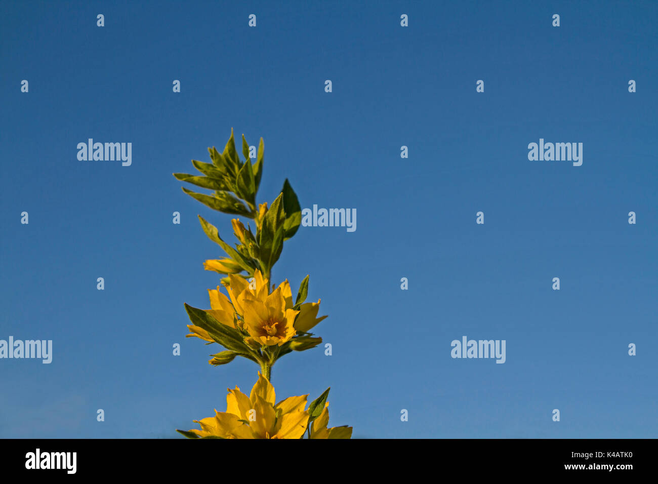 Krautartige Pflanze mit Blüten Gelben Foto Stock
