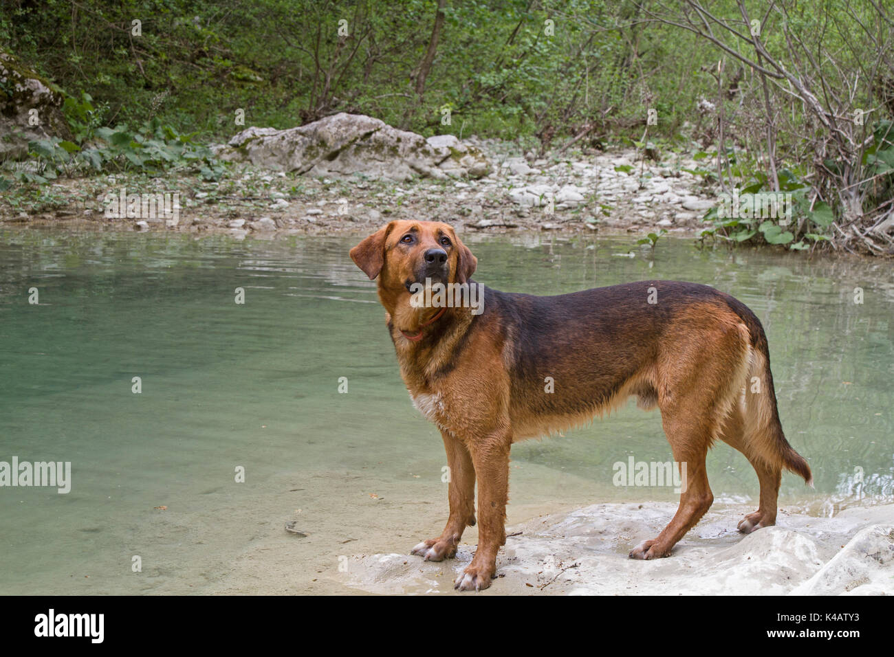 Senior cane Beagle godendo il sole sul verde prato primavera Foto Stock