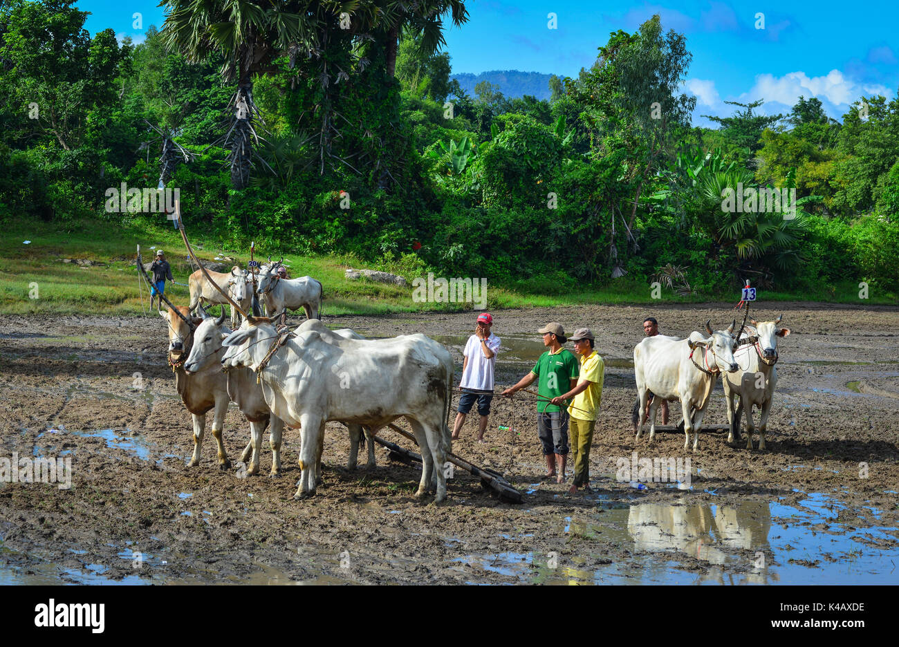 Un Giang, Vietnam - il Sep 3, 2017. Le persone con le vacche sul campo durante il bue racing festival in un Giang, Vietnam. Ox race è un tipico sport del Khmer Foto Stock