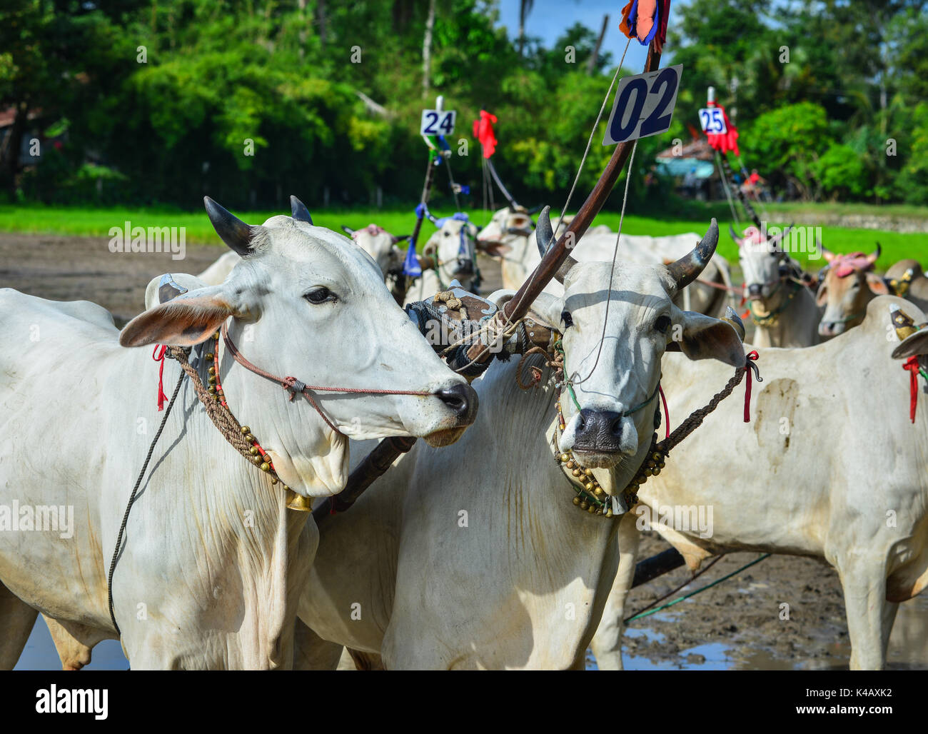 Le vacche in piedi sul campo durante il bue racing festival in un Giang, Vietnam. Ox race è un tipico sport del Khmer etnici. Foto Stock