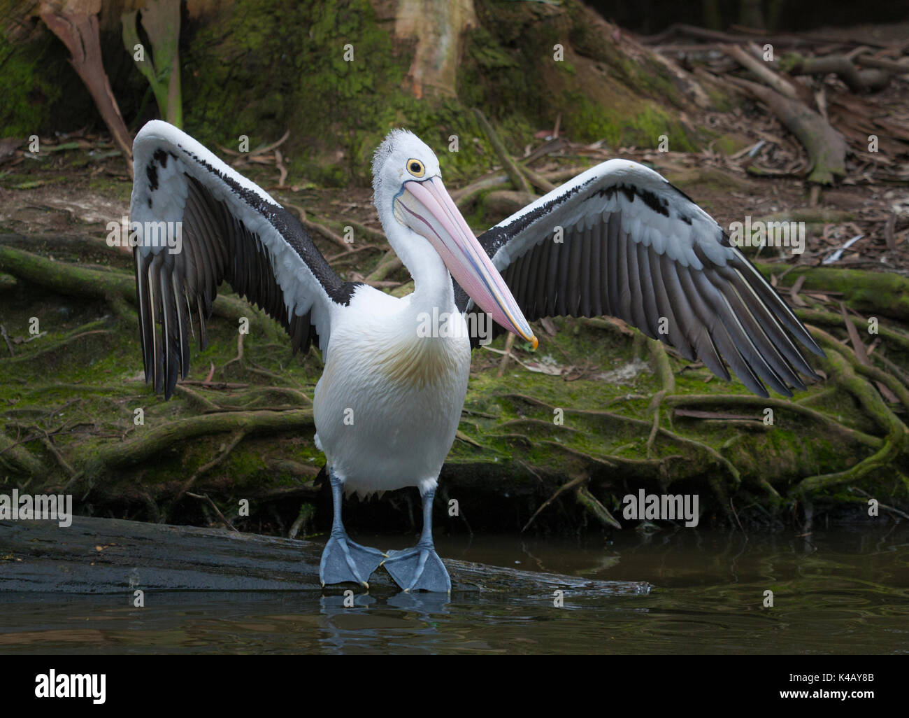 Uccelli in australia Foto Stock