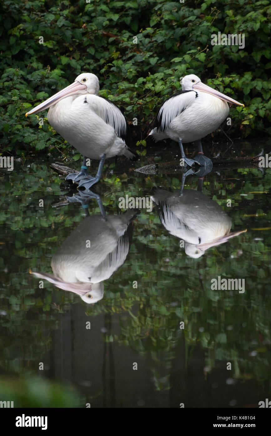 Uccelli in australia Foto Stock