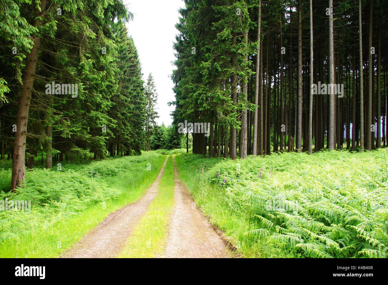 Attraverso l'estate la foresta di conifere con molto Fern Foto Stock