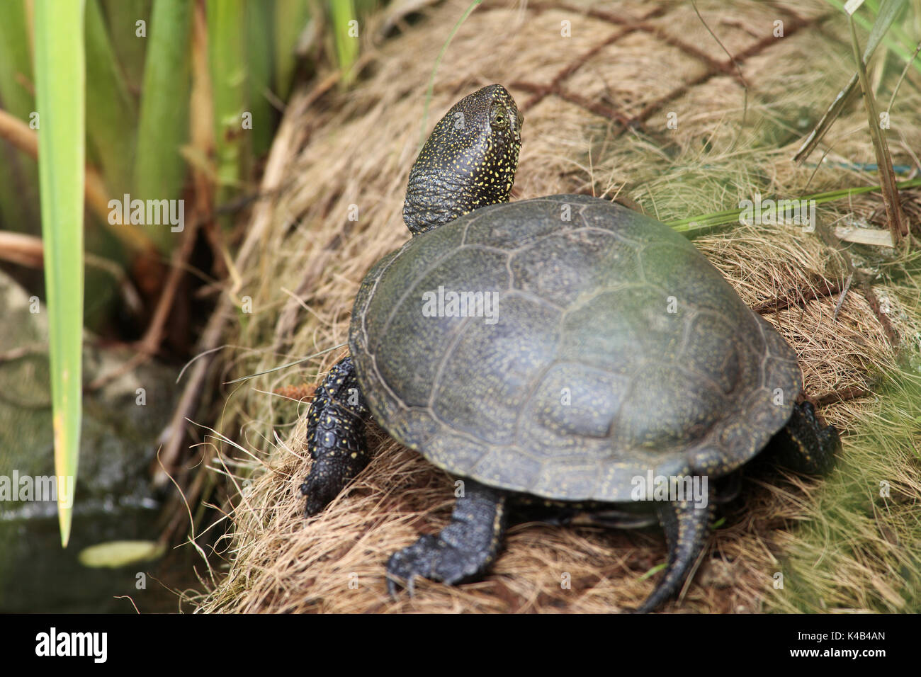 Comunità pond terrapin Foto Stock