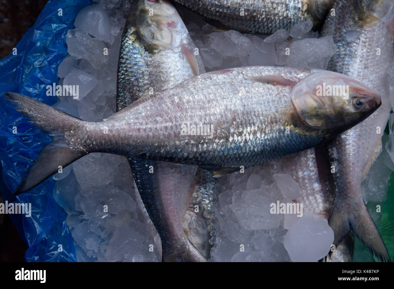 Dacca in Bangladesh - 05 settembre 2017: commercianti del Bangladesh mettere Ilisha pesce sul display per vendere in un mercato a Dhaka, nel Bangladesh, 05 settembre 2017. Il pesce contribuisce per circa il 12% della produzione totale di pesce e circa il 1 per cento del PIL in Bangladesh. Circa 450.000 persone sono coinvolte direttamente con la cattura di sostentamento; circa quattro o cinque milioni di persone sono indirettamente coinvolti con il commercio. È anche il pesce nazionale del Bangladesh. Foto Stock