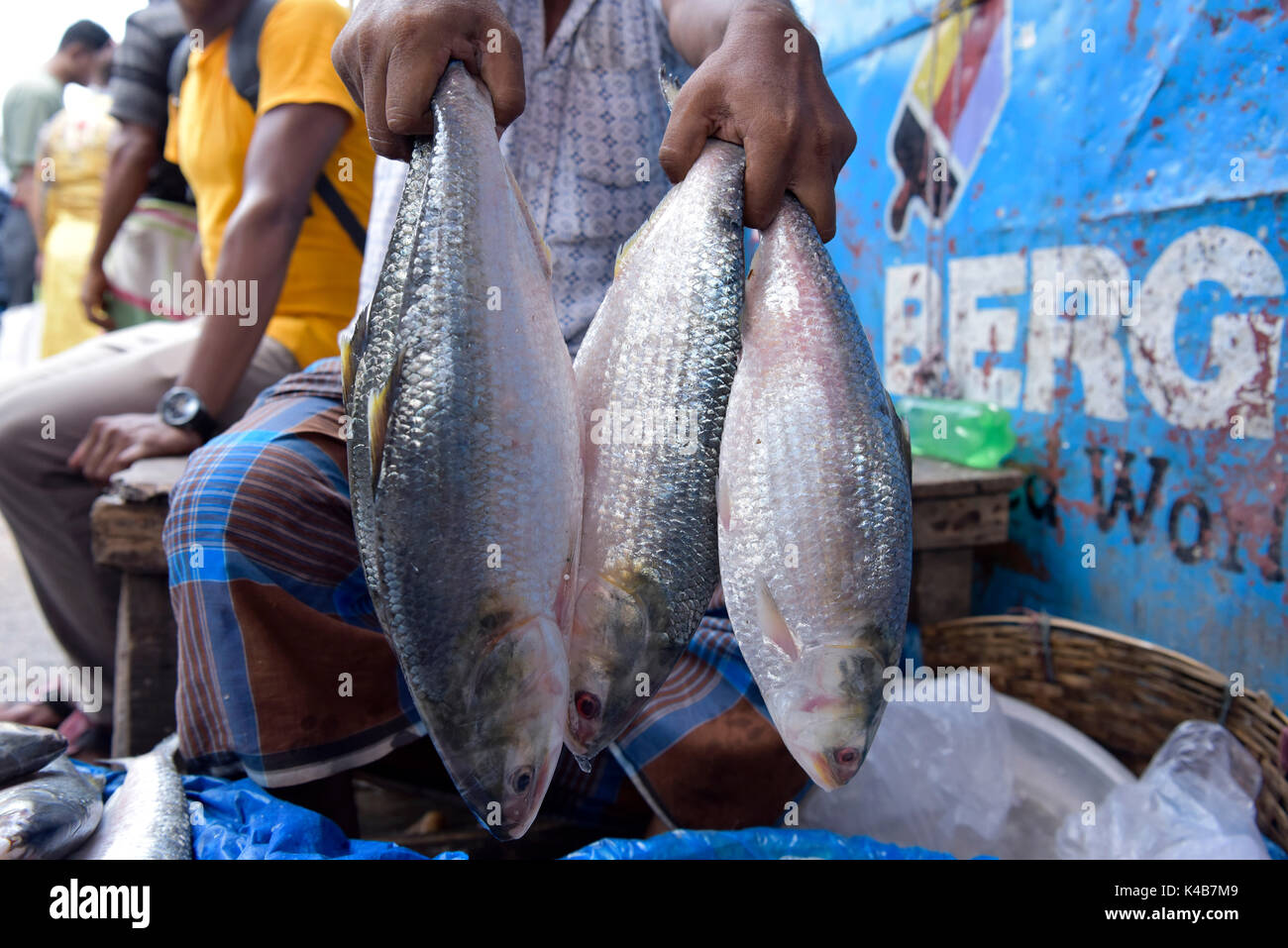 Dacca in Bangladesh - 05 settembre 2017: commercianti del Bangladesh mettere Ilisha pesce sul display per vendere in un mercato a Dhaka, nel Bangladesh, 05 settembre 2017. Il pesce contribuisce per circa il 12% della produzione totale di pesce e circa il 1 per cento del PIL in Bangladesh. Circa 450.000 persone sono coinvolte direttamente con la cattura di sostentamento; circa quattro o cinque milioni di persone sono indirettamente coinvolti con il commercio. È anche il pesce nazionale del Bangladesh. Foto Stock