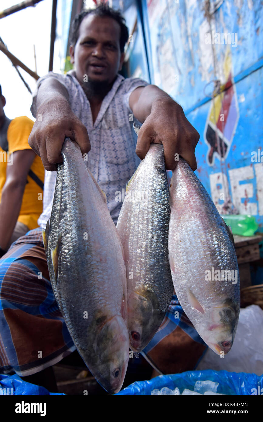 Dacca in Bangladesh - 05 settembre 2017: commercianti del Bangladesh mettere Ilisha pesce sul display per vendere in un mercato a Dhaka, nel Bangladesh, 05 settembre 2017. Il pesce contribuisce per circa il 12% della produzione totale di pesce e circa il 1 per cento del PIL in Bangladesh. Circa 450.000 persone sono coinvolte direttamente con la cattura di sostentamento; circa quattro o cinque milioni di persone sono indirettamente coinvolti con il commercio. È anche il pesce nazionale del Bangladesh. Foto Stock