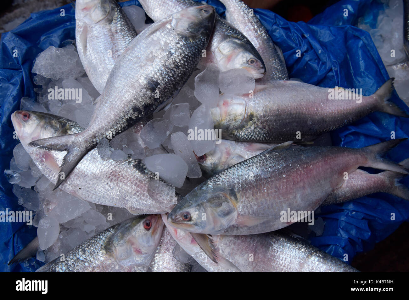 Dacca in Bangladesh - 05 settembre 2017: commercianti del Bangladesh mettere Ilisha pesce sul display per vendere in un mercato a Dhaka, nel Bangladesh, 05 settembre 2017. Il pesce contribuisce per circa il 12% della produzione totale di pesce e circa il 1 per cento del PIL in Bangladesh. Circa 450.000 persone sono coinvolte direttamente con la cattura di sostentamento; circa quattro o cinque milioni di persone sono indirettamente coinvolti con il commercio. È anche il pesce nazionale del Bangladesh. Foto Stock