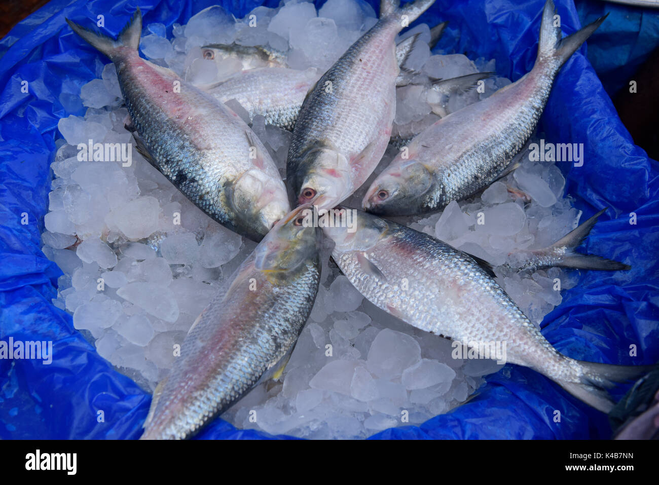 Dacca in Bangladesh - 05 settembre 2017: commercianti del Bangladesh mettere Ilisha pesce sul display per vendere in un mercato a Dhaka, nel Bangladesh, 05 settembre 2017. Il pesce contribuisce per circa il 12% della produzione totale di pesce e circa il 1 per cento del PIL in Bangladesh. Circa 450.000 persone sono coinvolte direttamente con la cattura di sostentamento; circa quattro o cinque milioni di persone sono indirettamente coinvolti con il commercio. È anche il pesce nazionale del Bangladesh. Foto Stock