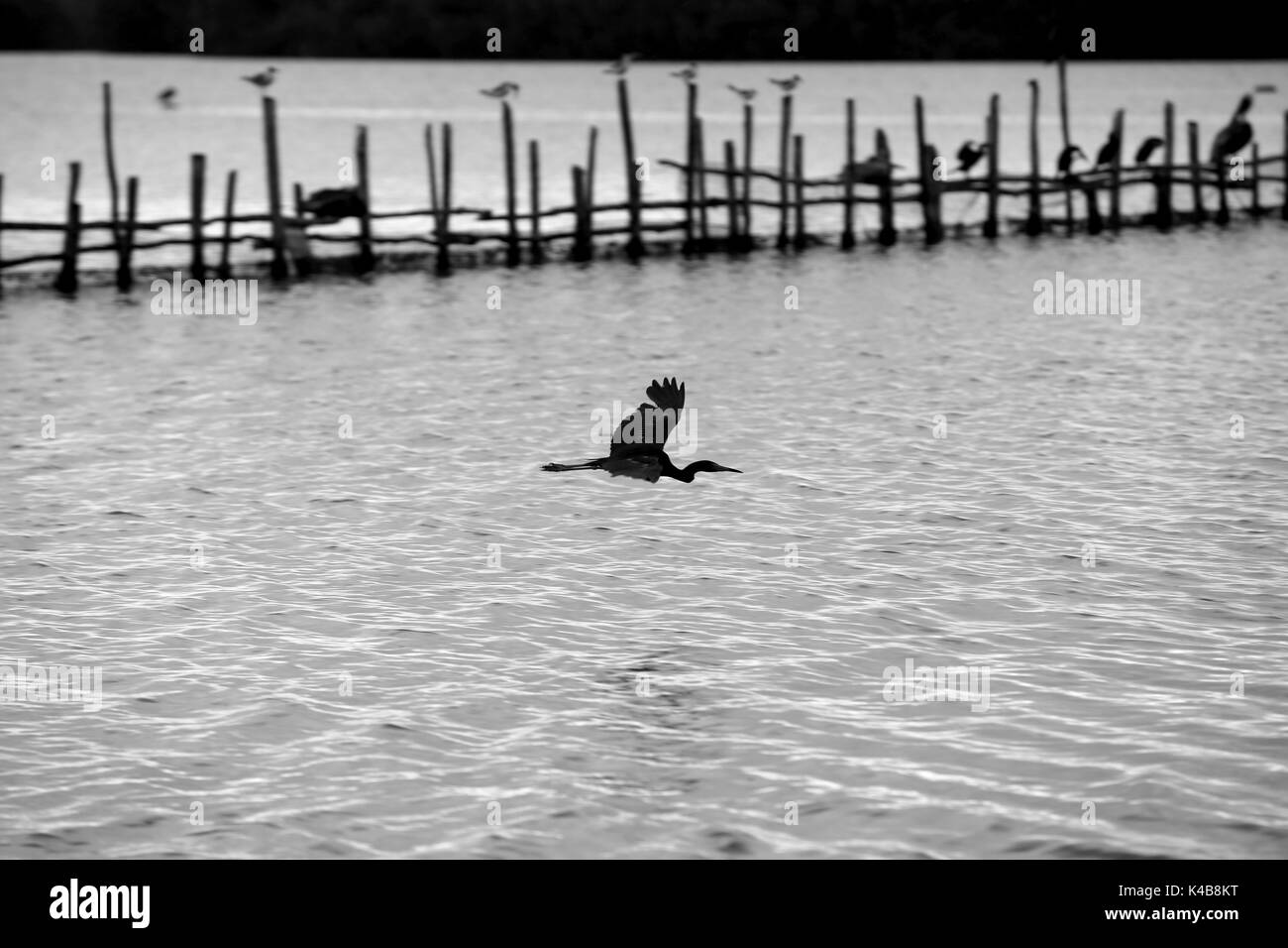 Puerto Piritu, Anzoategui Venezuela. 3 Sep, 2017. Diverse specie di uccelli rimangono nei poli e volare nel loro ambiente, durante il pomeriggio del settore il serca della laguna di Puerto Piritu, nello Stato Anzoategui. Venezuela . Foto: Juan Carlos Hernandez Credito: Juan Carlos Hernandez/ZUMA filo/Alamy Live News Foto Stock