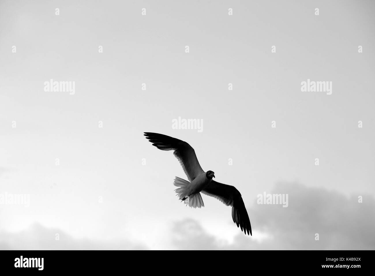 3 settembre 2017 - Puerto Piritu, Anzoategui, Venezuela - diverse specie di uccelli rimangono nei poli e volare nel loro ambiente, durante il pomeriggio nel settore ''La cerca'' della laguna di Puerto Piritu, nello Stato Anzoategui. Venezuela . Foto: Juan Carlos Hernandez (credito Immagine: © Juan Carlos Hernandez via ZUMA filo) Foto Stock