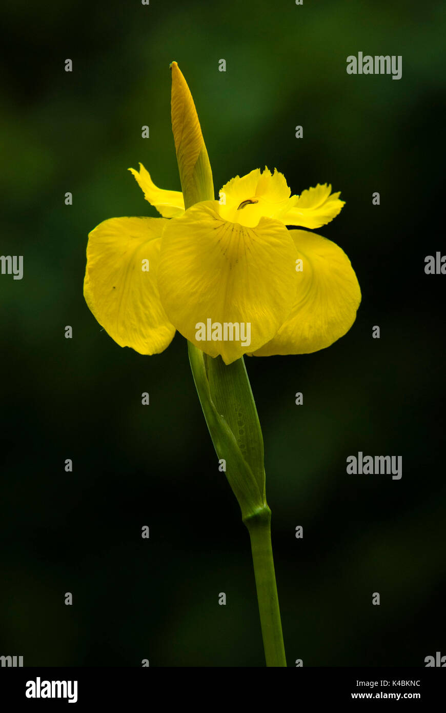 Bandiera gialla Iris, Iris pseudacorus, crescente dal laghetto in giardino, Kent fiori pioggia le goccioline di acqua Foto Stock