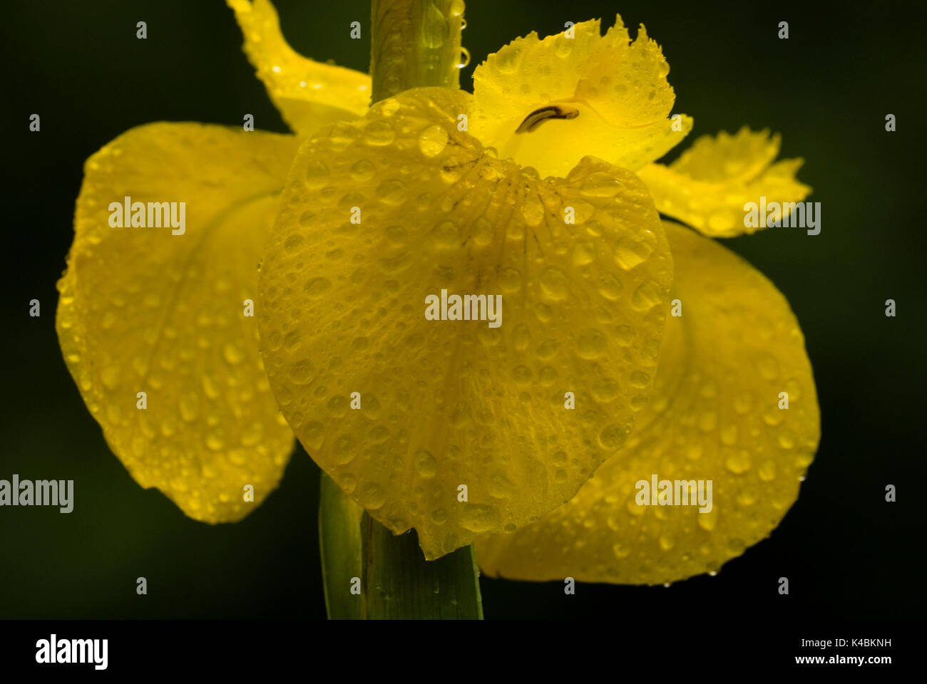 Bandiera gialla Iris, Iris pseudacorus, crescente dal laghetto in giardino, Kent fiori pioggia le goccioline di acqua Foto Stock