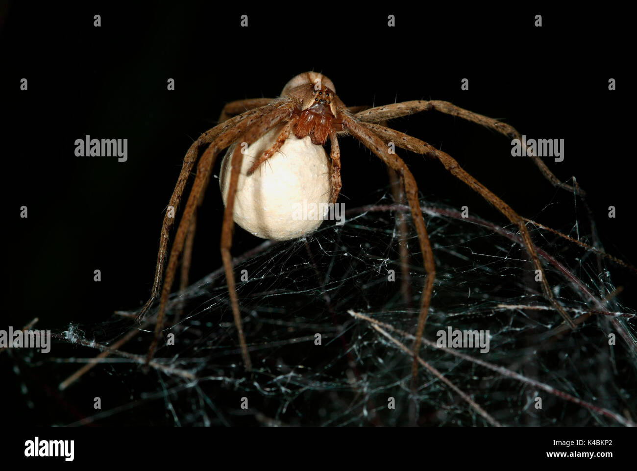 Caccia Spider, Pisaura mirabilis, Wolf, ragno femmina uovo porta sac, seta, a sfera sul web di vivaio, Provenza, madre, curando la cura Foto Stock