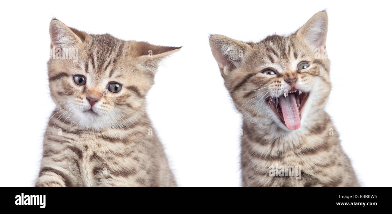 Due gatti divertenti con emozioni opposte una felice e un altro infelice o triste isolato su bianco Foto Stock