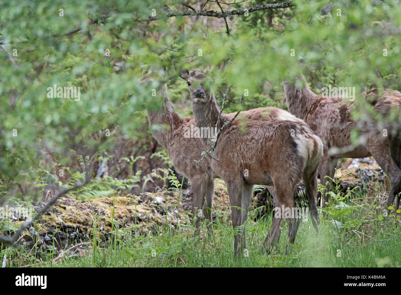 Red Deer Cervus elaphus gruppo og cerve tra betulle Insh Marshes RSPB riserva Valle Spey, Scozia Foto Stock