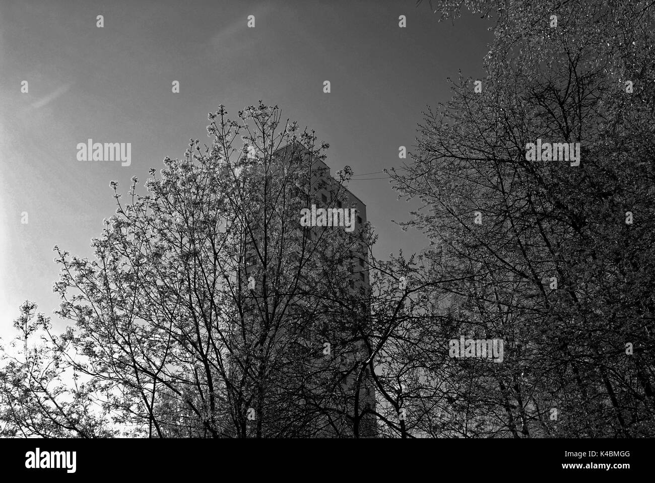 Un albero che cresce in cantiere di Mosca in primavera Foto Stock