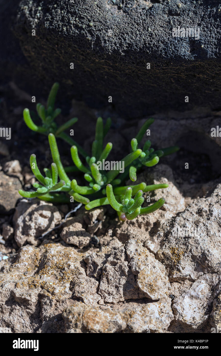 Le prime piante e fiori di una nuova vegetazione a freddo del flusso di lava a Mancha Blanca, Lanzarote, Isole Canarie, Spagna Foto Stock