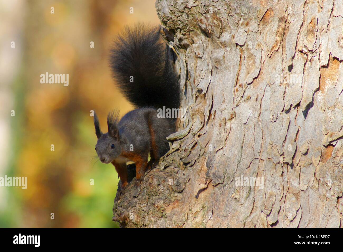 Rosso marrone Squirrel Sciurus vulgaris su un albero Foto Stock