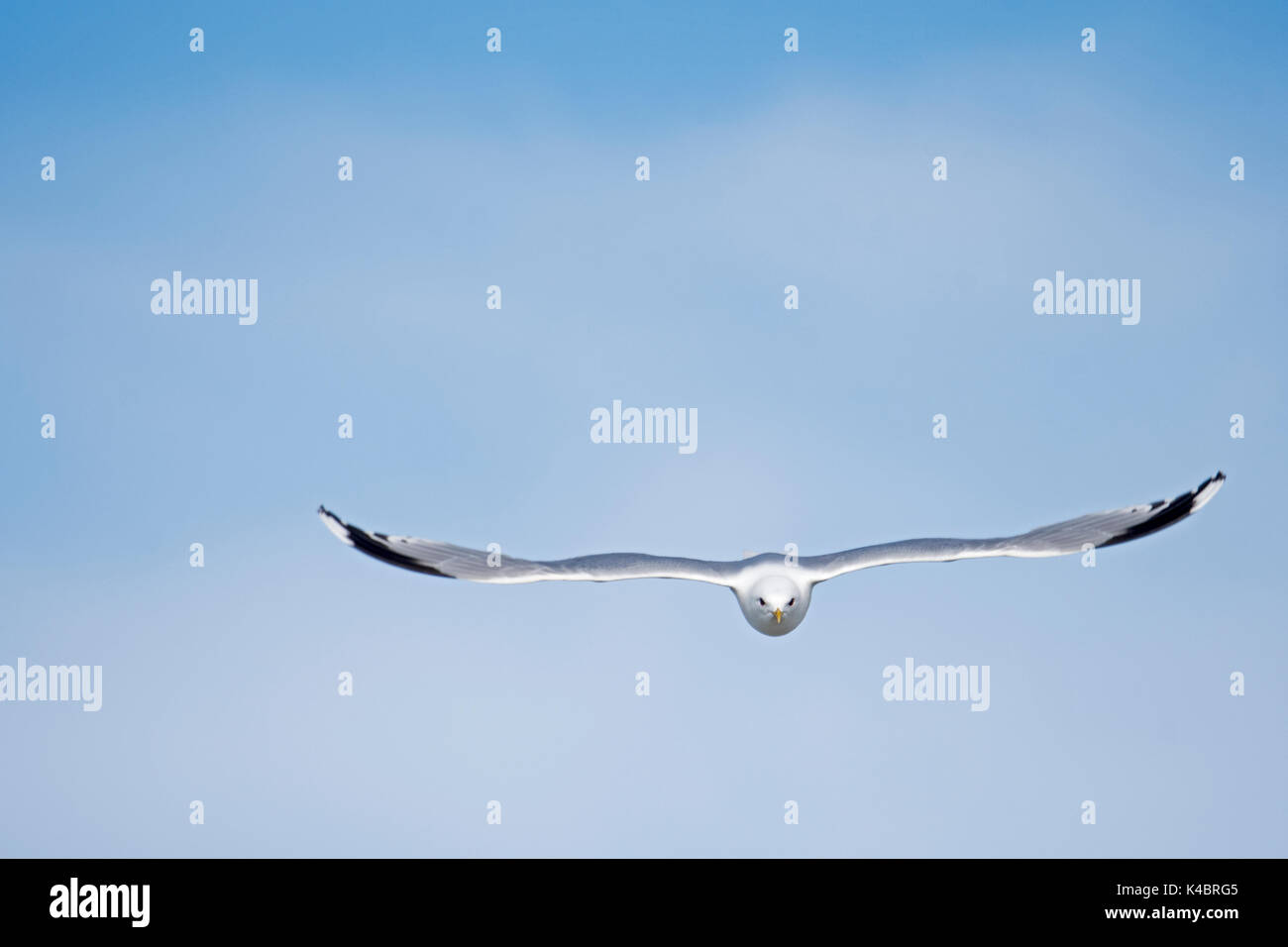 Gabbiano comune Larus canus adulto Grutness Shetland Giugno Foto Stock