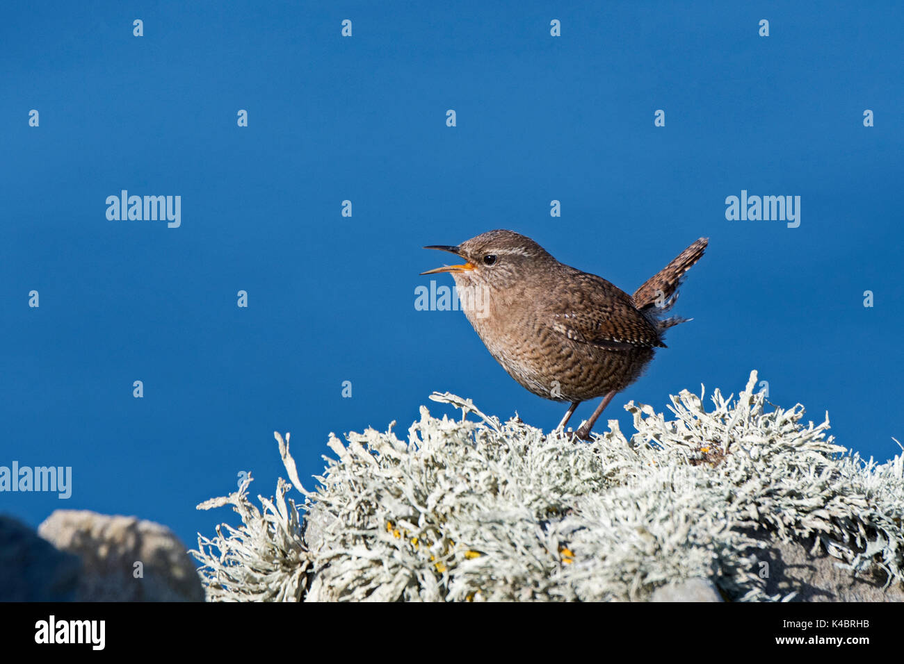 Shetland Wren Troglodytes troglodytes zetlandicus (sottospecie di Eurasian Wren) Sumburgh Shetland Giugno Foto Stock