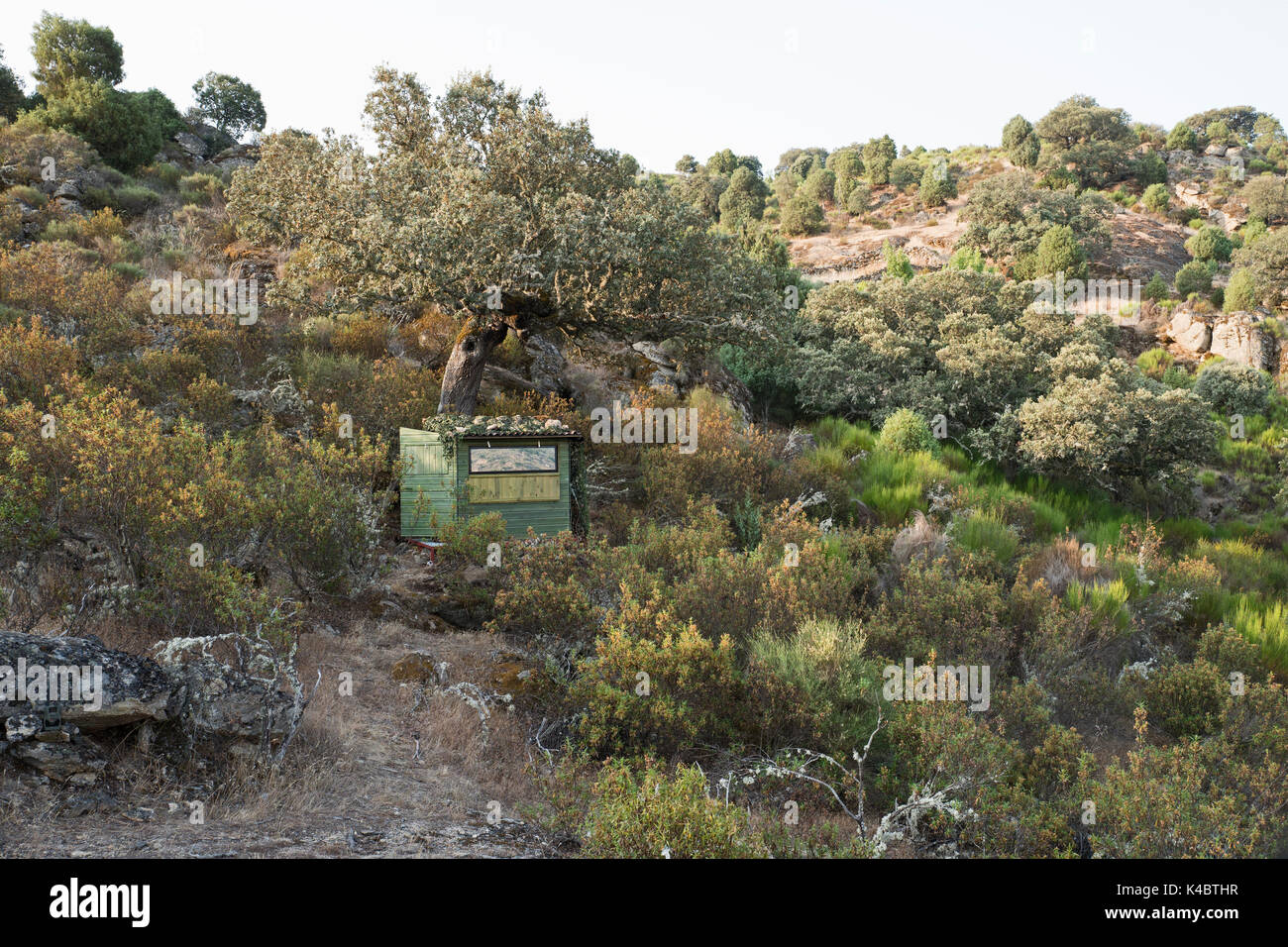 Nascondere la fotografia con un modo di vetro per fotografare l'aquila del Bonelli Aquila fasciata in Arribes del Duero parco naturale (Parque Natural de Arribes d Foto Stock