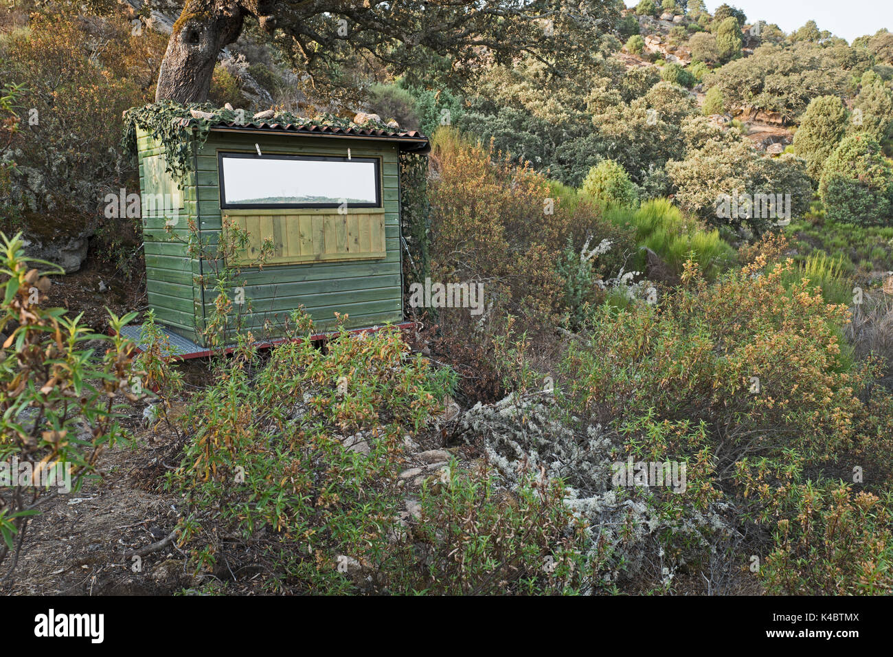 Nascondere la fotografia con un modo di vetro per fotografare l'aquila del Bonelli Aquila fasciata in Arribes del Duero parco naturale (Parque Natural de Arribes d Foto Stock