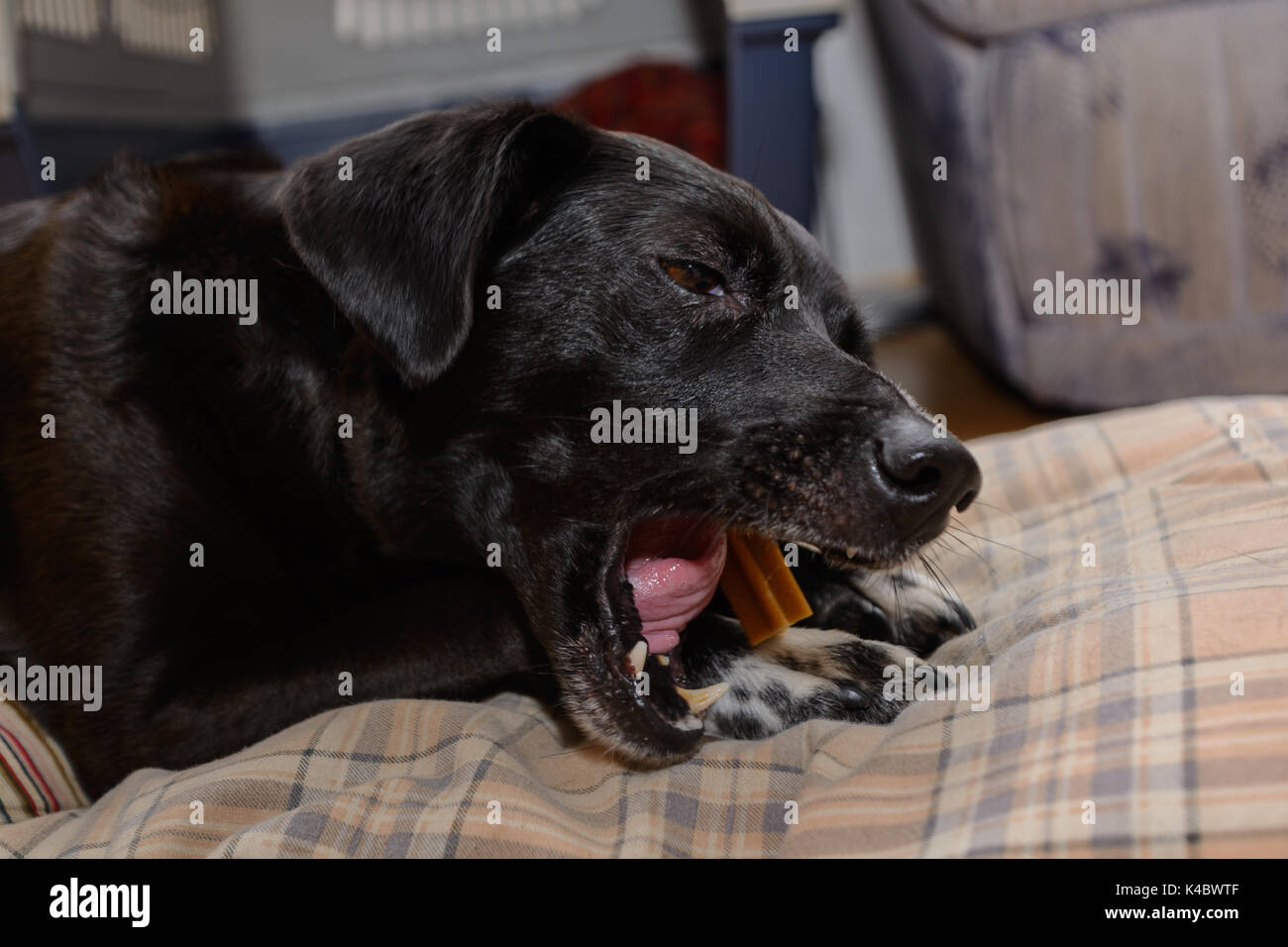 Cane nero mastica intensamente su un bastone da masticare Foto Stock